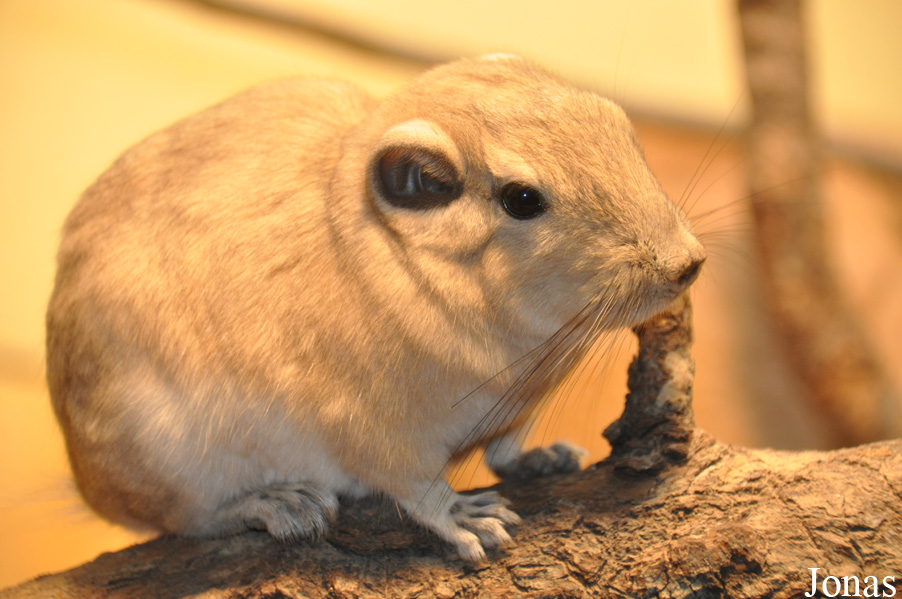 Ctenodactylus gundi