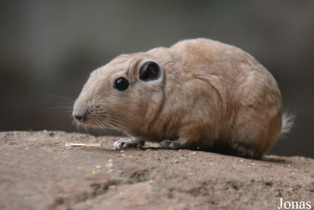Ctenodactylus gundi