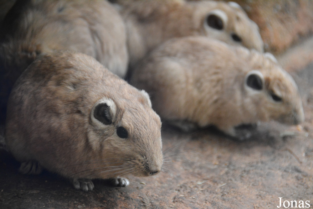 Ctenodactylus gundi