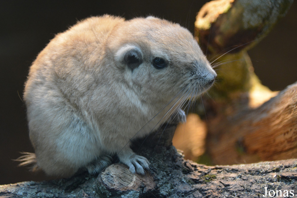 Ctenodactylus gundi