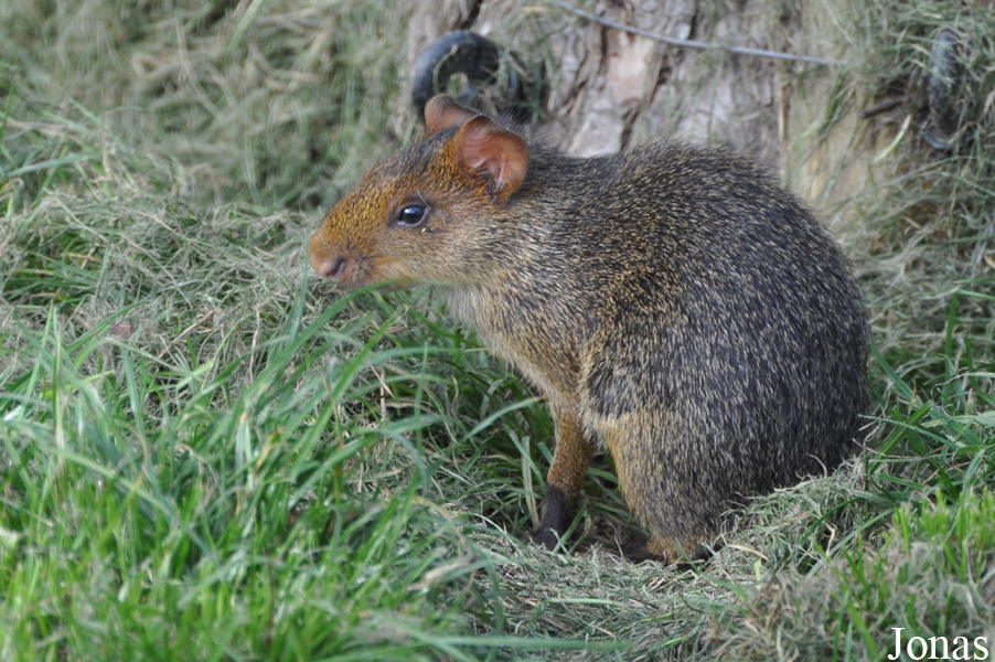 Dasyprocta azarae