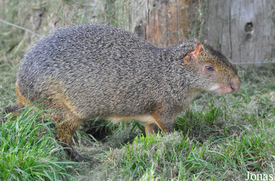 Dasyprocta azarae