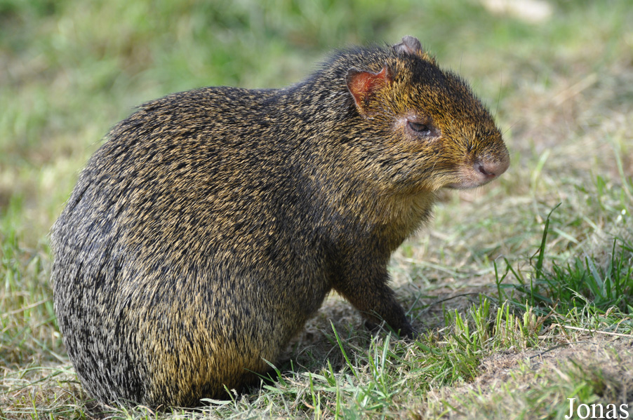 Dasyprocta azarae