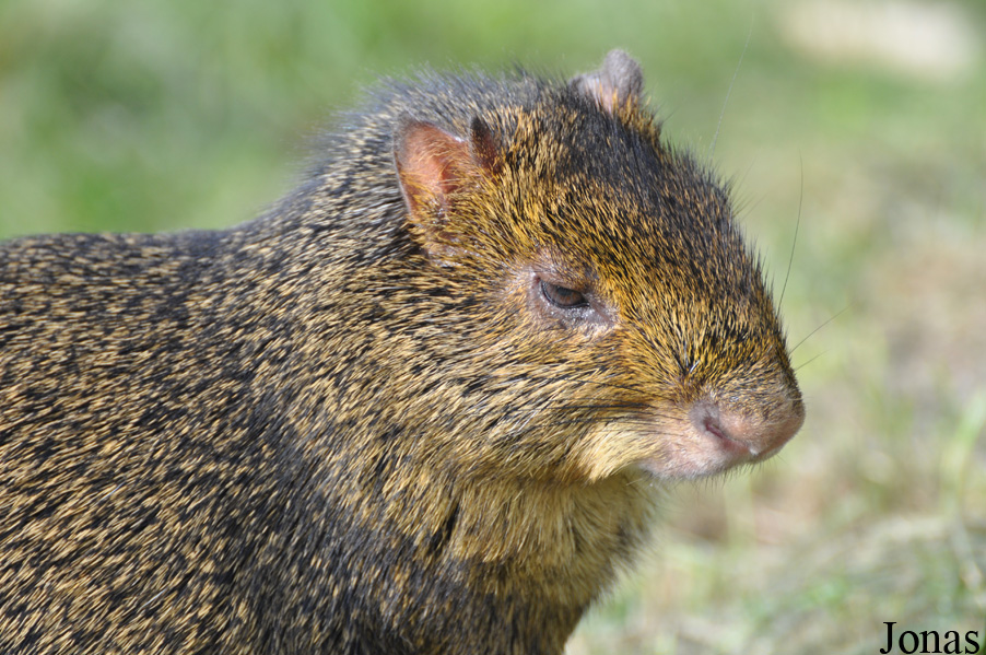 Dasyprocta azarae