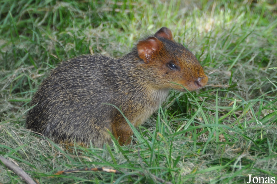 Dasyprocta azarae