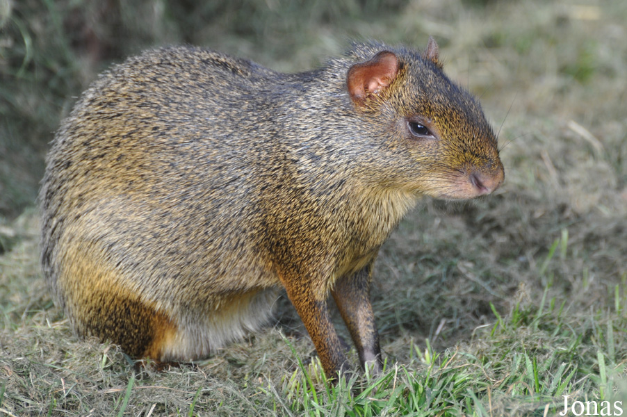 Dasyprocta azarae