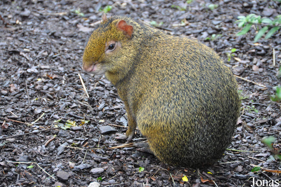Dasyprocta azarae