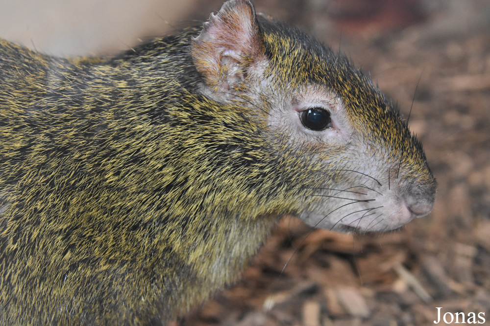 Dasyprocta azarae