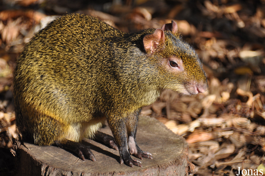 Dasyprocta azarae