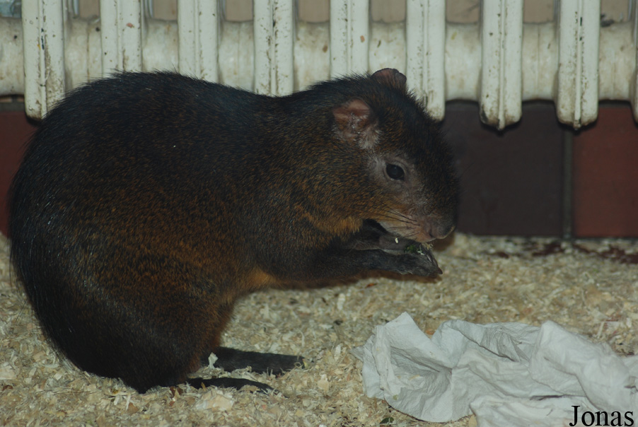 Dasyprocta punctata