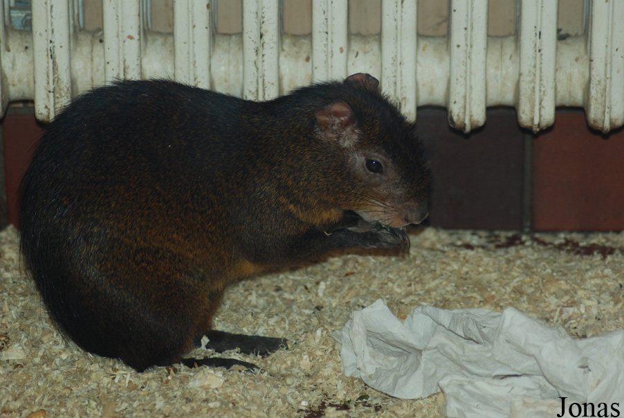 Dasyprocta punctata