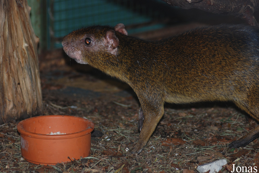 Dasyprocta punctata