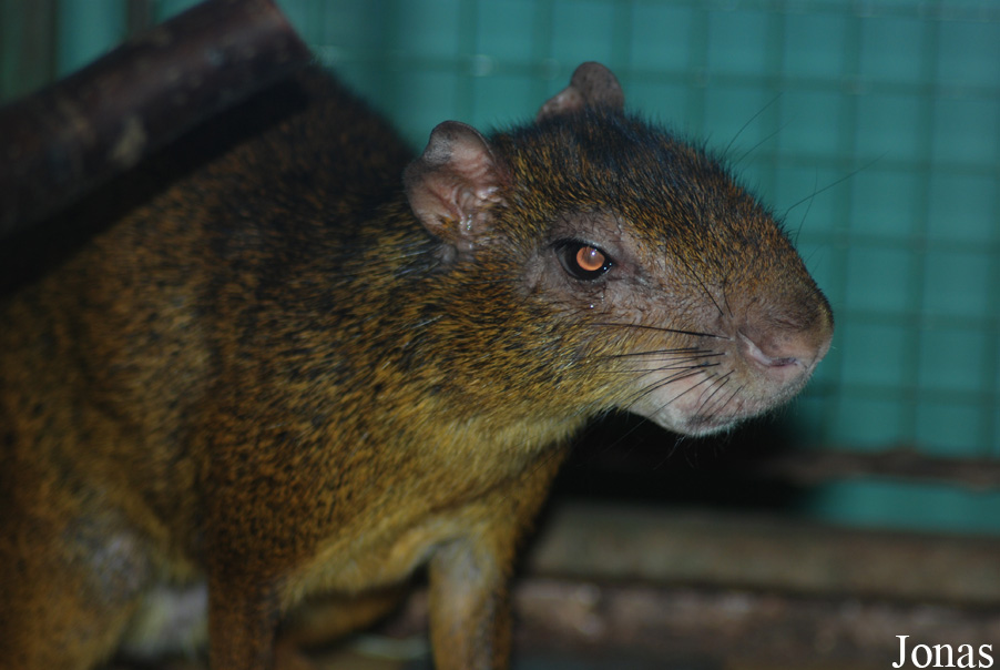 Dasyprocta punctata