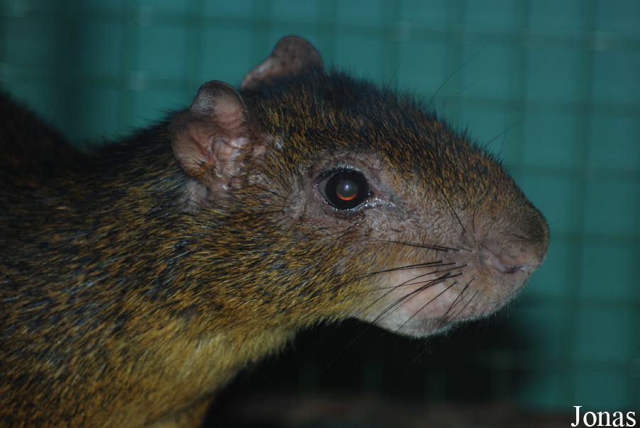Dasyprocta punctata