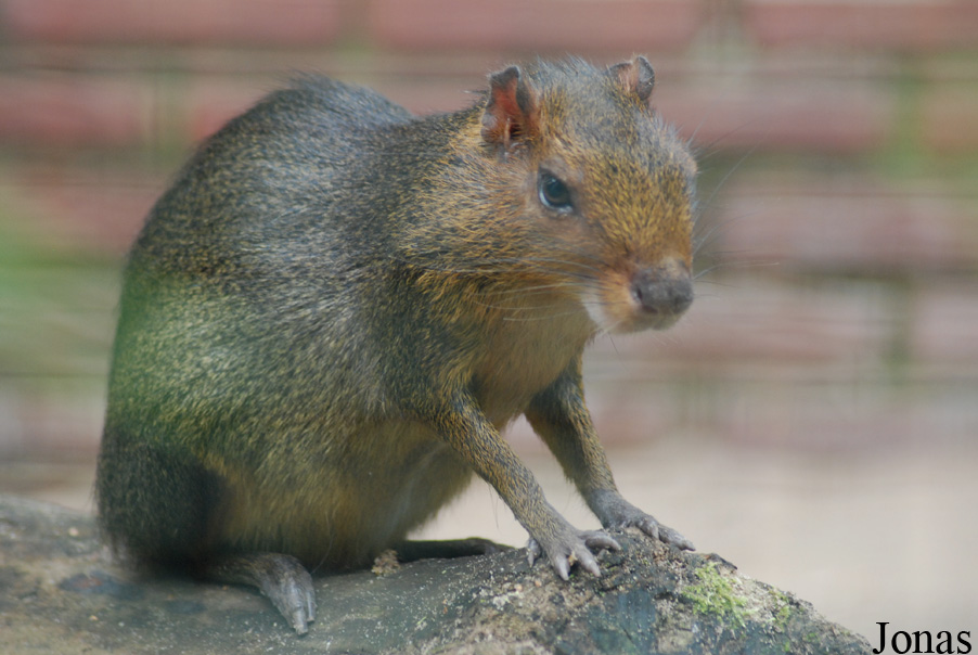Myoprocta pratti