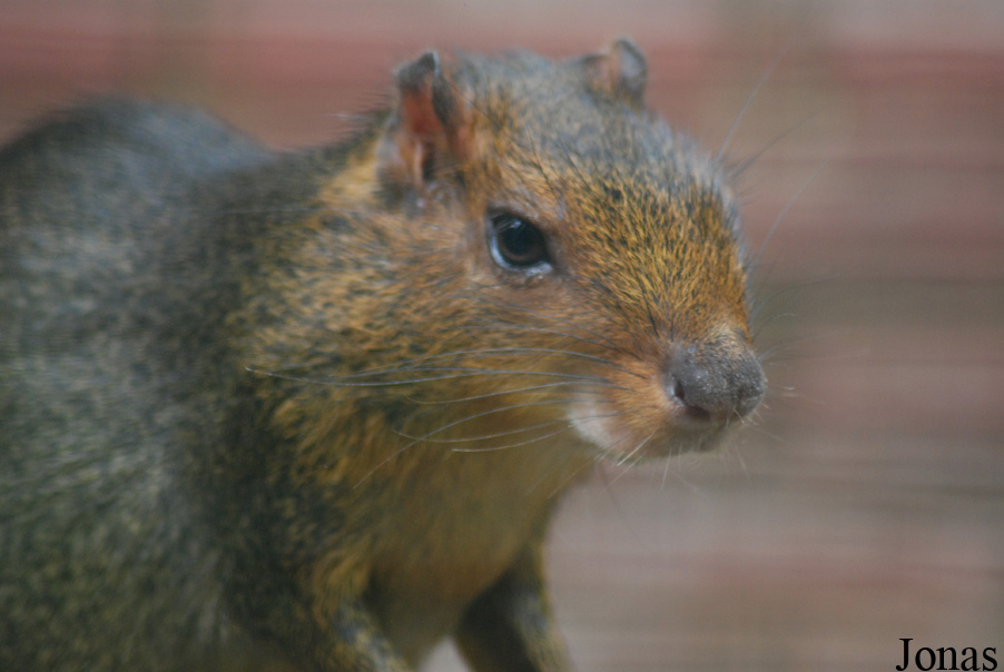 Myoprocta pratti