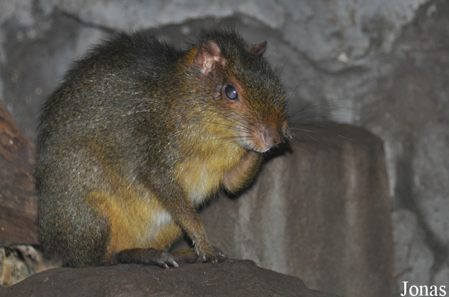Myoprocta pratti