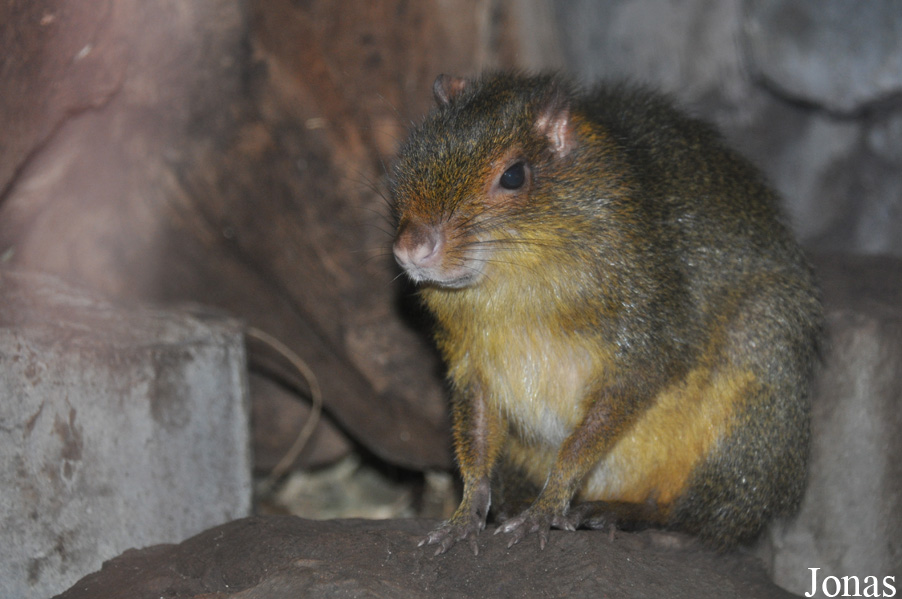 Myoprocta pratti
