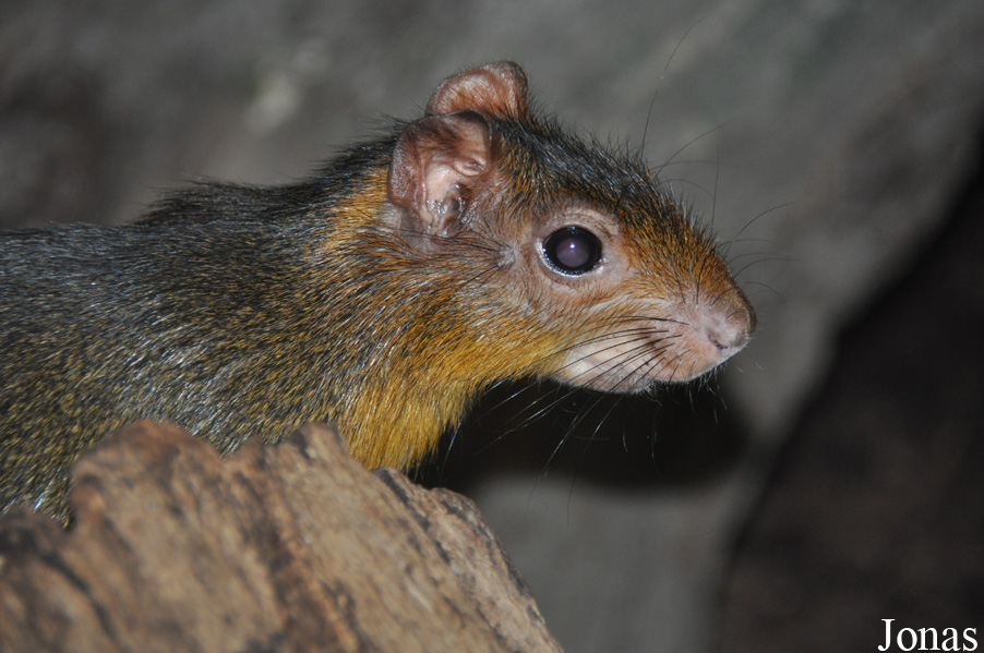 Myoprocta pratti