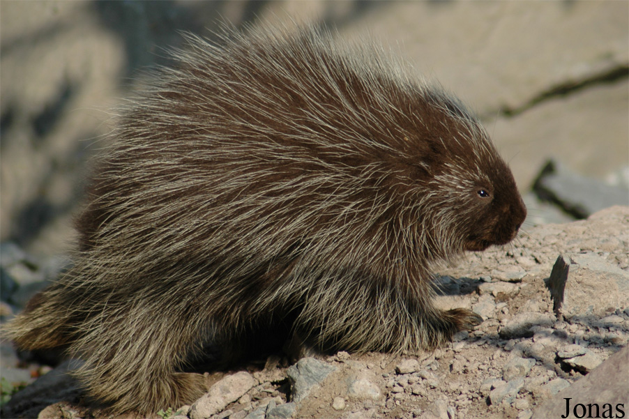 Erethizon dorsatum