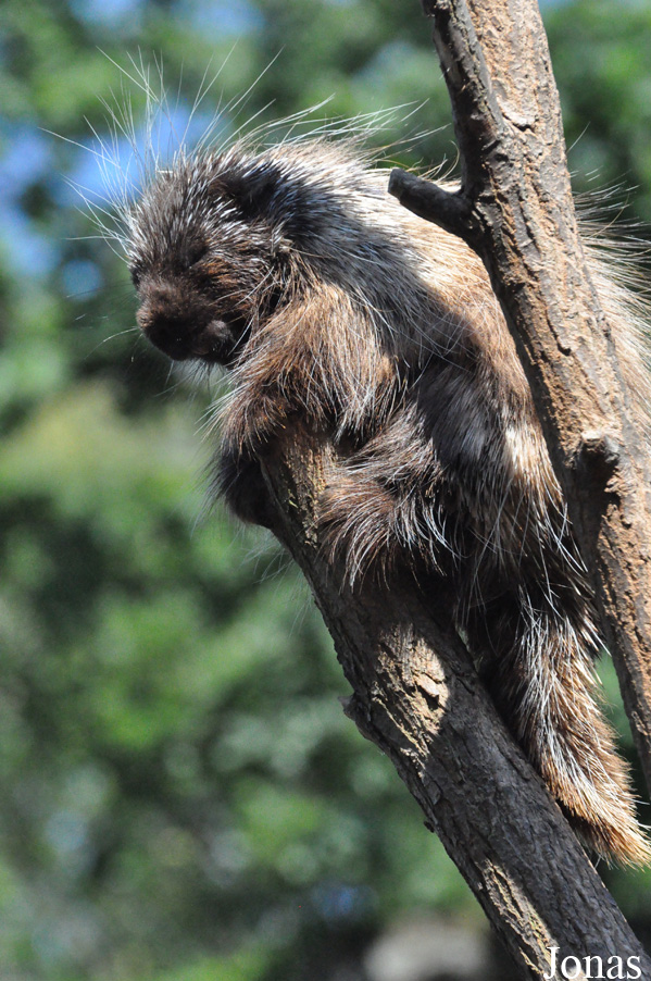 Erethizon dorsatum