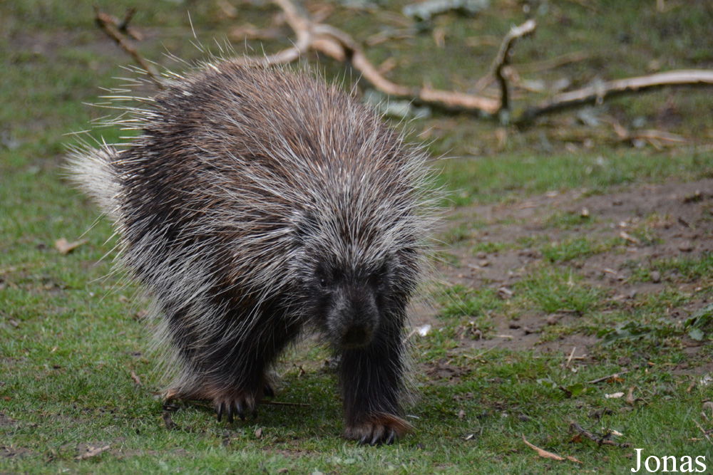 Erethizon dorsatum