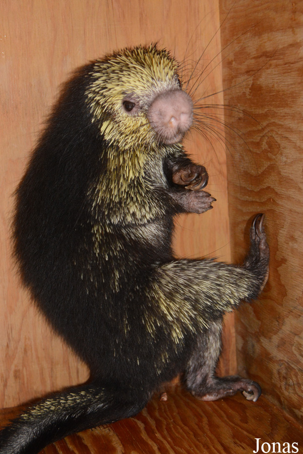 Sphiggurus mexicanus