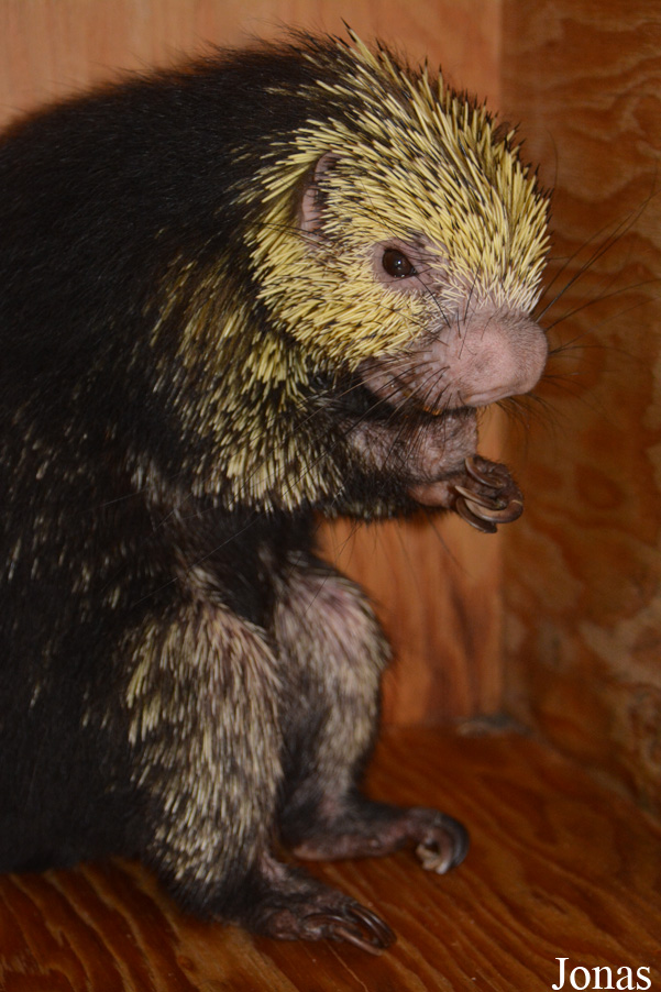 Sphiggurus mexicanus