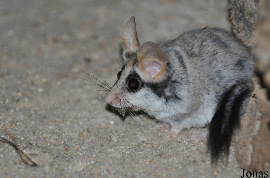 Eliomys melanurus