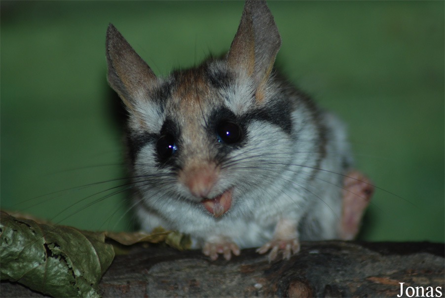 Eliomys melanurus