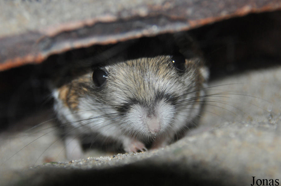 Dipodomys heermanni