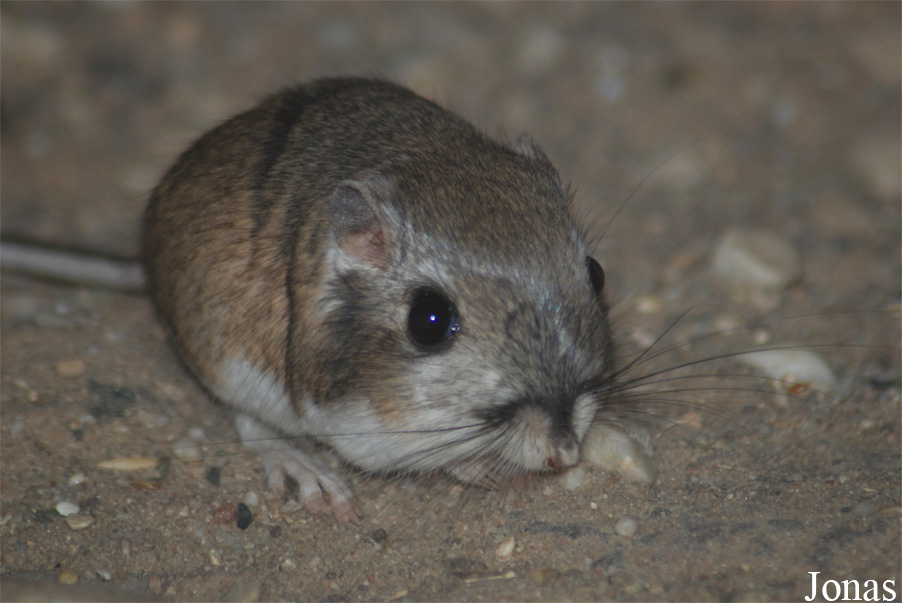 Dipodomys merriami