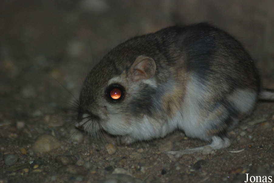 Dipodomys merriami