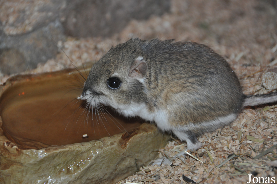 Dipodomys merriami
