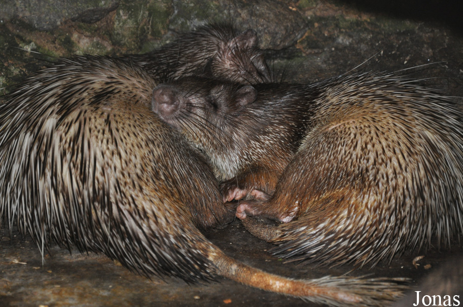 Atherurus macrourus