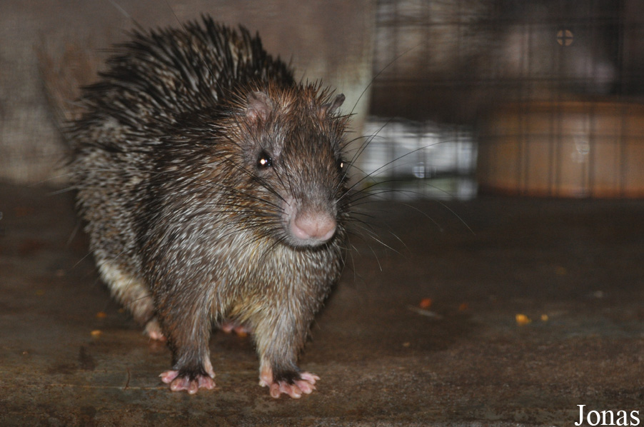 Atherurus macrourus