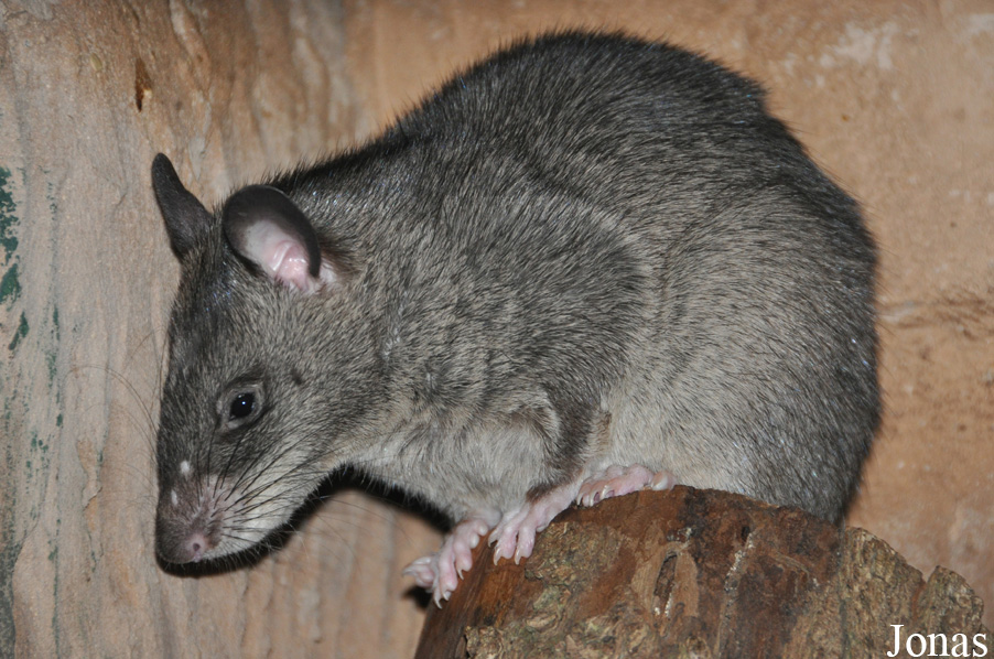 Cricetomys gambianus