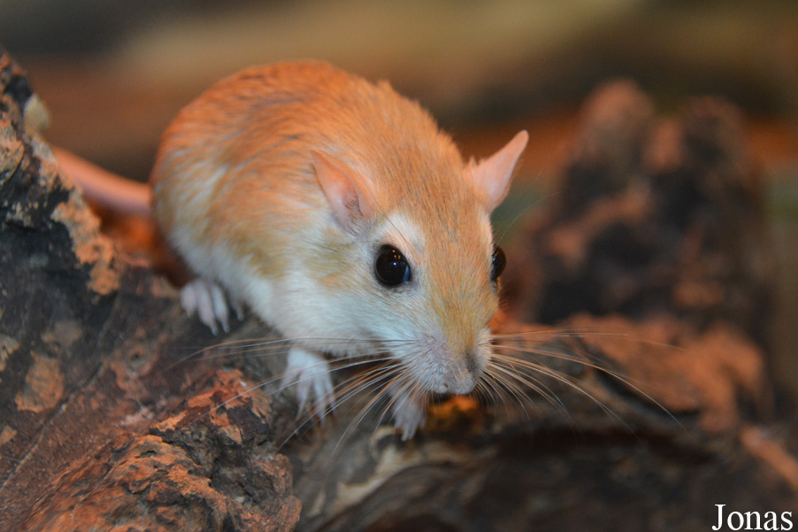 Gerbillus campestris