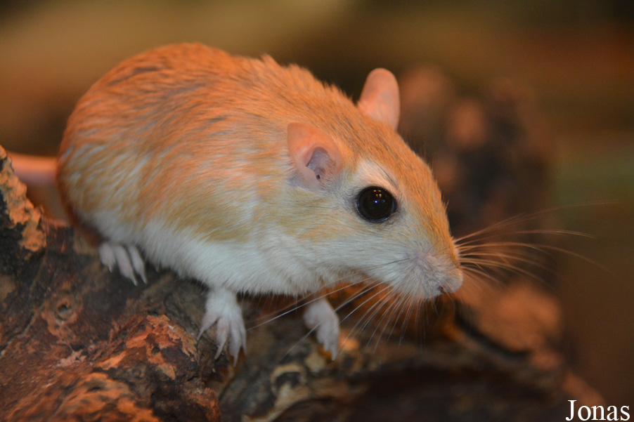 Gerbillus campestris