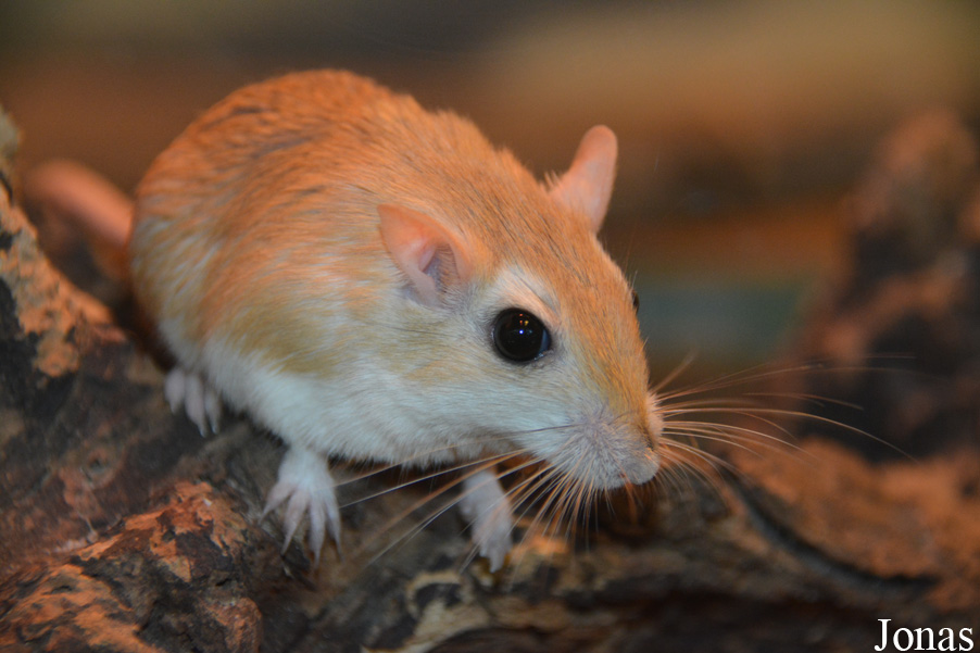 Gerbillus campestris