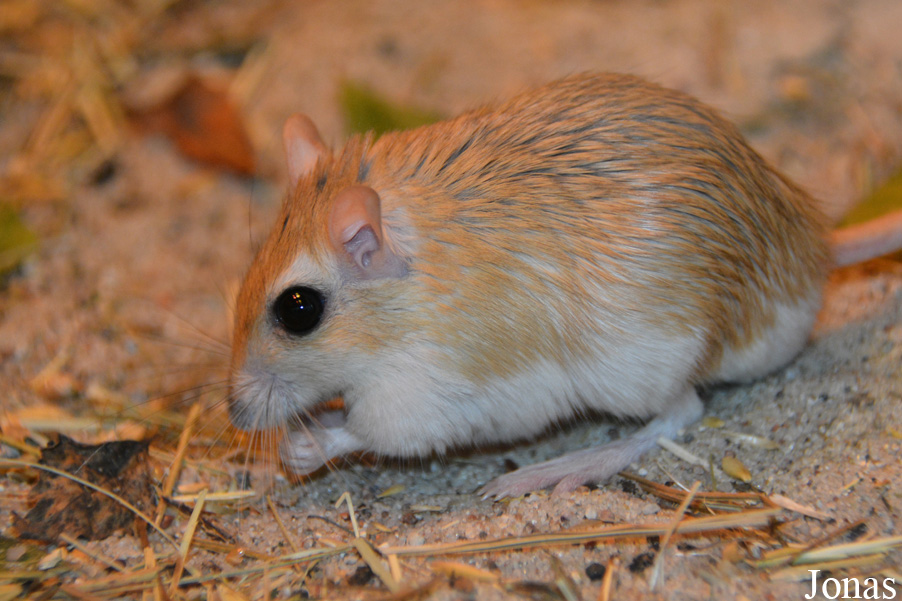 Gerbillus campestris