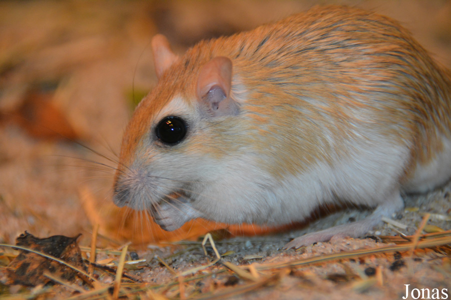 Gerbillus campestris