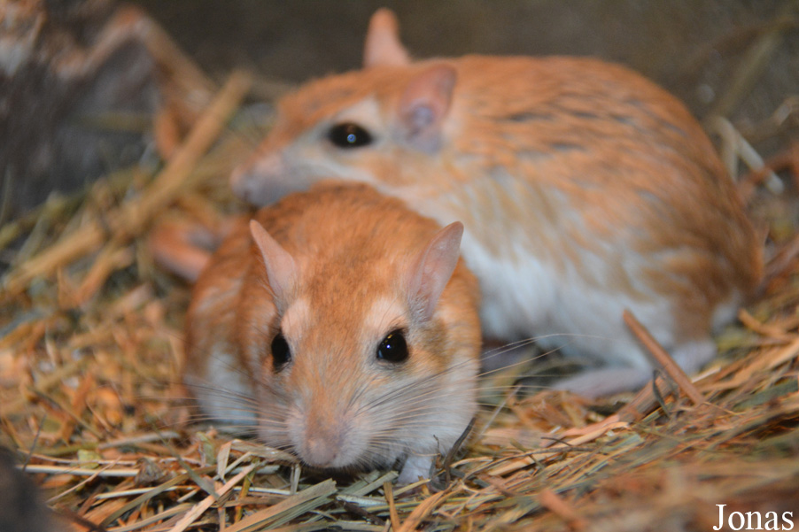 Gerbillus campestris
