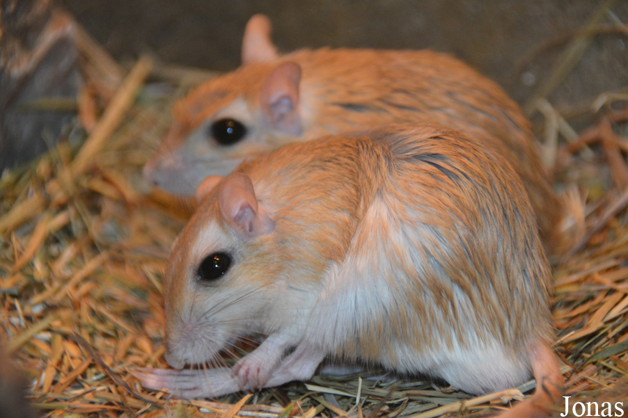 Gerbillus campestris