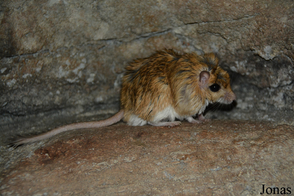 Gerbillus dasyurus