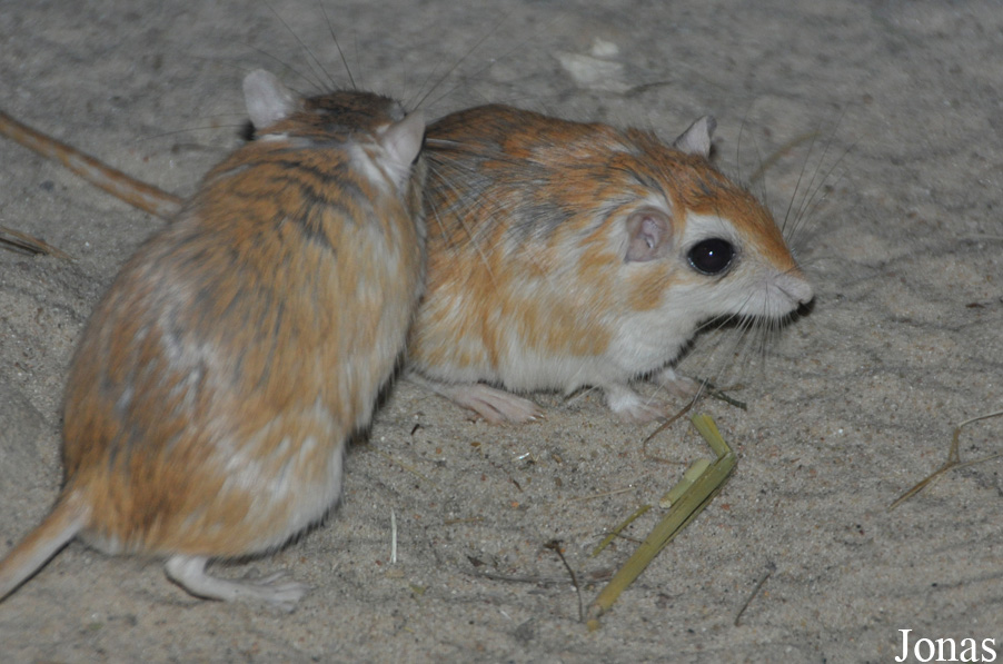 Gerbillus floweri