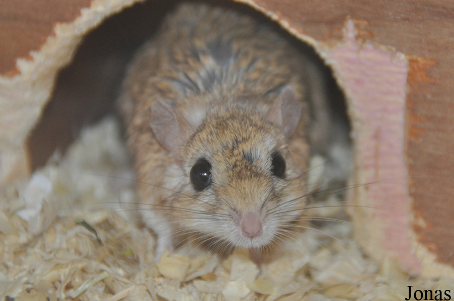 Gerbillus pyramidum