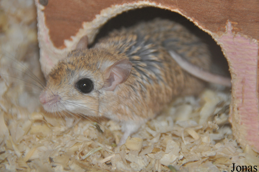 Gerbillus pyramidum