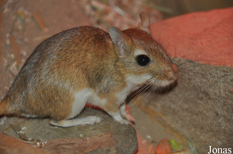 Meriones persicus