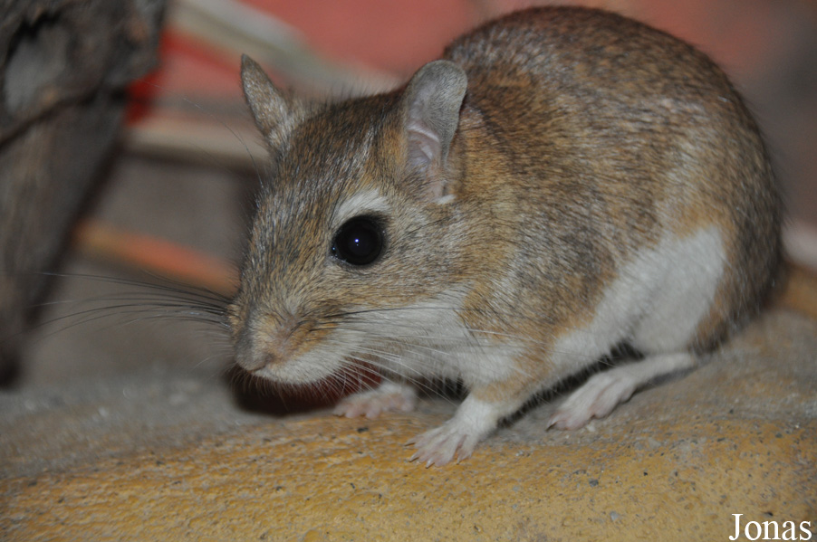 Meriones persicus